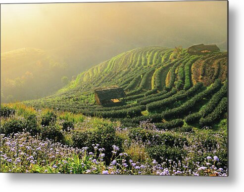 Scenics Metal Print featuring the photograph Tea Garden by Nutexzles