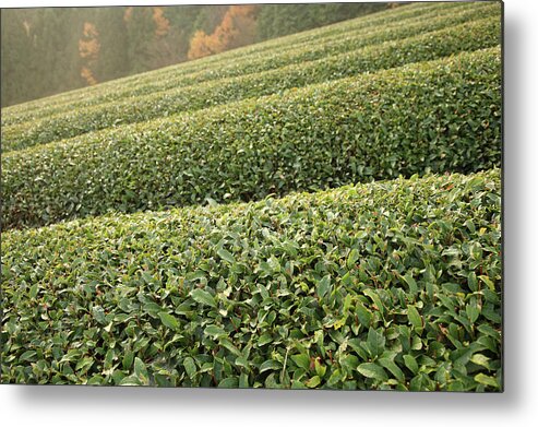 In A Row Metal Print featuring the photograph Tea Plantation by Tetsuro Goto/a.collectionrf