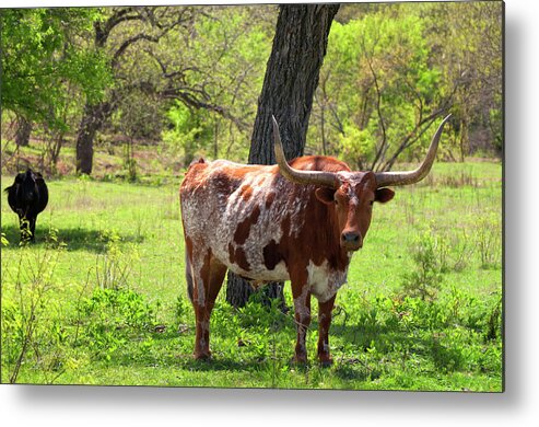 Season Metal Print featuring the photograph Texas Longhorn Cattle In Field On A by Nkbimages