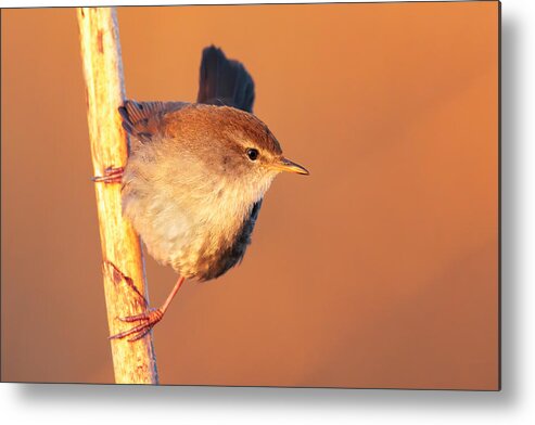  Metal Print featuring the photograph The Attention Of The Nightingale by Marco Gentili