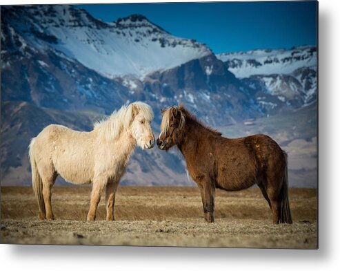Amazing Metal Print featuring the photograph The Beautiful Horses Of Iceland by Petr Simon