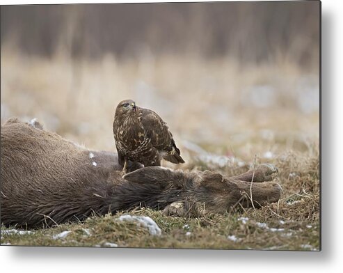 Buzzard Metal Print featuring the photograph The Big Prey by Marco Pozzi