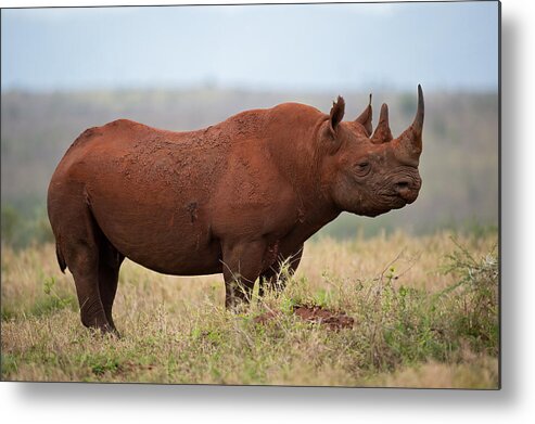 Rhino
Black Metal Print featuring the photograph The Black by Marco Pozzi