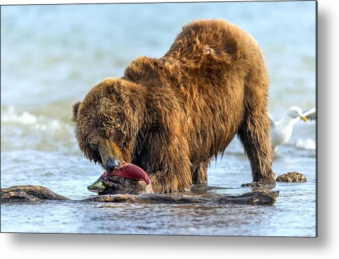 Bear Metal Print featuring the photograph The Claw And The Prey by Giuseppe Damico