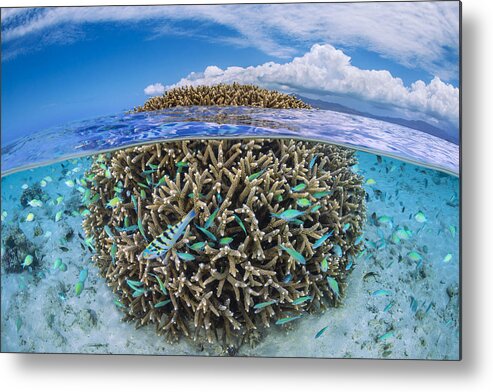 Acropora Metal Print featuring the photograph The Coral Ball by Barathieu Gabriel
