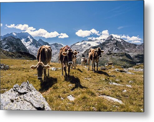 Cow Metal Print featuring the photograph The Cows On Holiday In The Mountains by Martin E