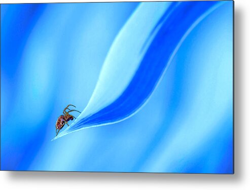 Nature Metal Print featuring the photograph The Dance Of The Spider... by Thierry Dufour