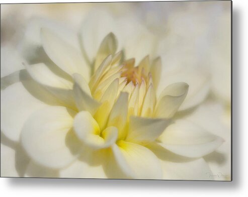 Oregon Metal Print featuring the photograph The Essence of a Dahlia by TL Wilson Photography by Teresa Wilson