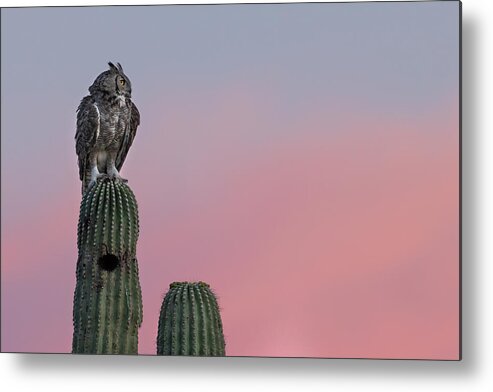 Great Horned Owl Metal Print featuring the photograph The Evening Hunt. by Paul Martin