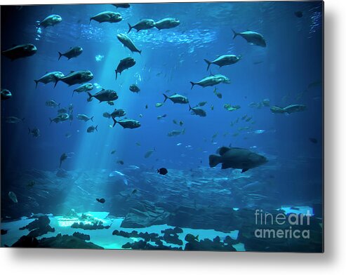 Photographs Metal Print featuring the photograph Fish Tank by Felix Lai