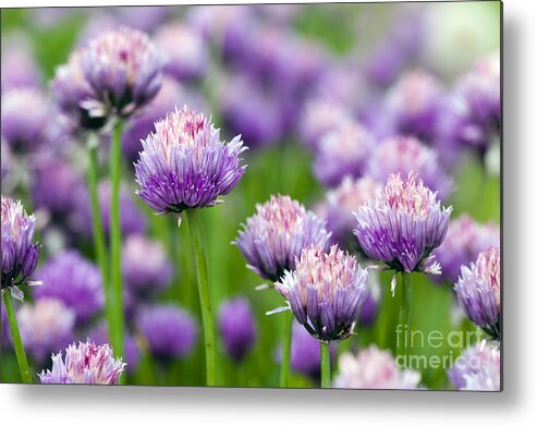 Onion Metal Print featuring the photograph The Flower Of Garlic Photographed by Rsooll