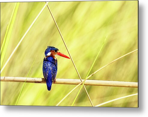 Malachite Kingfisher Metal Print featuring the photograph The Flying Jewel by Kay Brewer