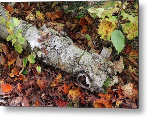 Woods Metal Print featuring the photograph The Forest Floor by David T Wilkinson