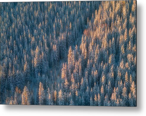 Pine Metal Print featuring the photograph The Forest Was Awake After Snow Storm by Mei Xu