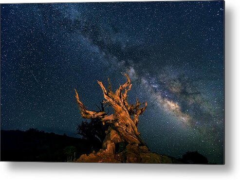 Ancient Metal Print featuring the photograph The Galaxy And Ancient Bristlecone Pine by Hua Zhu