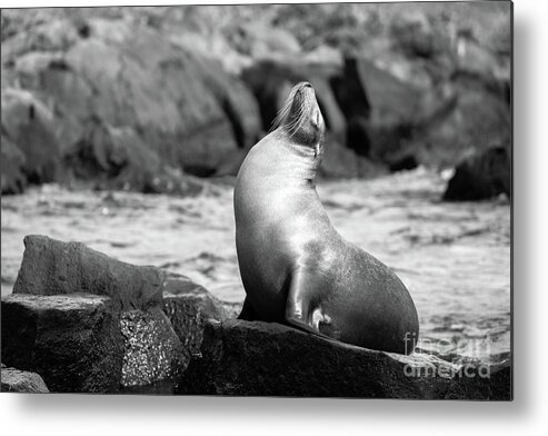 Sea Lion Metal Print featuring the photograph The King by Becqi Sherman