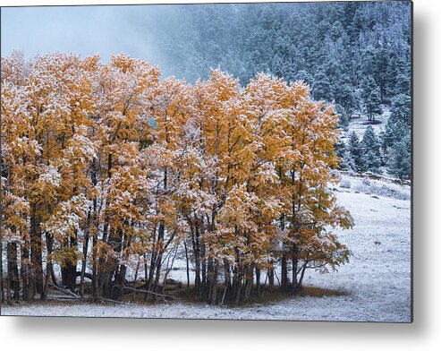 Autumn Metal Print featuring the photograph The Last In Line by John De Bord