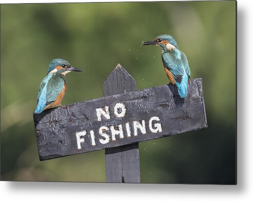 Kingfisher Metal Print featuring the photograph The Law Breakers by Kieran O Mahony