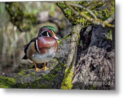 Wood Duck Metal Print featuring the photograph The Lookout by Craig Leaper