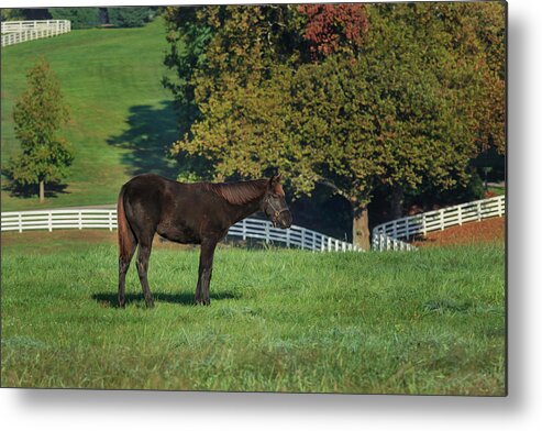 The Mane Event Metal Print featuring the photograph The Mane Event by Galloimages Online