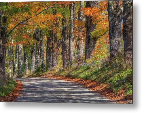 Maple Tree Metal Print featuring the photograph The Maple Tree Lane by Kristen Wilkinson