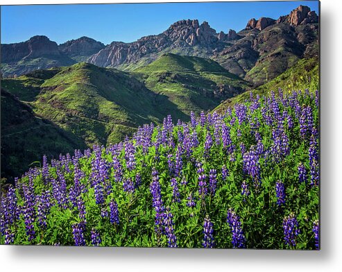Superbloom Metal Print featuring the photograph The Rebirth of Malibu by Lynn Bauer