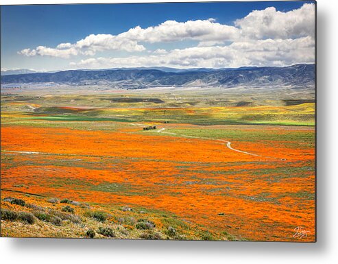 Antelope Valley Poppy Reserve Metal Print featuring the photograph The Road Through The Poppies 2 by Endre Balogh