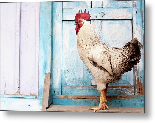 Domestic Animals Metal Print featuring the photograph The Rooster by Diamirstudio