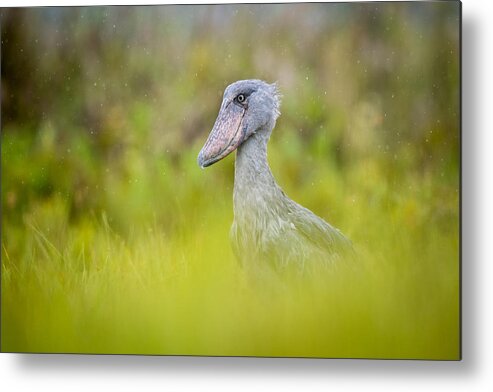 Africa Metal Print featuring the photograph The Shoebill, Balaeniceps Rex. by Petr Simon