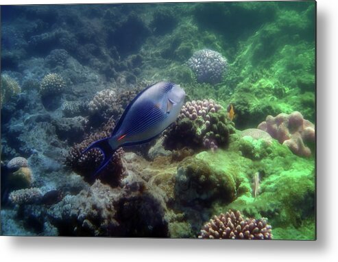 Underwater Metal Print featuring the photograph The Sohal Surgeonfish And Corals Colorfully by Johanna Hurmerinta