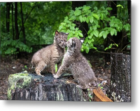 Bobcat Metal Print featuring the photograph The stare down by Dan Friend
