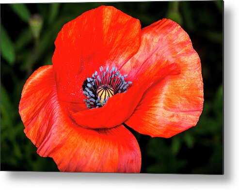 Nature Metal Print featuring the photograph The Strength of the Poppy Flower by David Morefield
