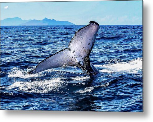 Whale
Humpback Whale
Ocean
Nature
Lagoon Metal Print featuring the photograph The Tail by Serge Melesan