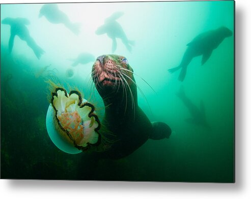 Underwater Metal Print featuring the photograph The Toy by Andrey Narchuk