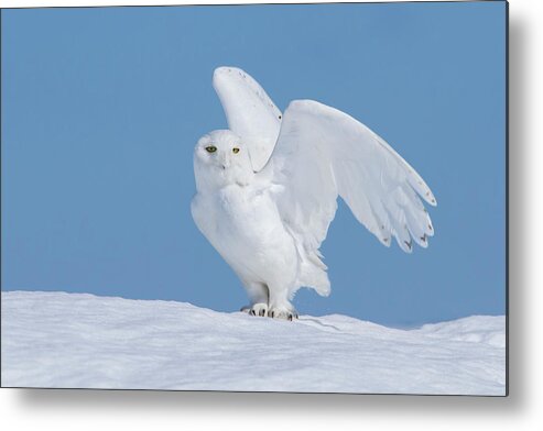 Snowy Metal Print featuring the photograph The Winter Phantom by Mircea Costina