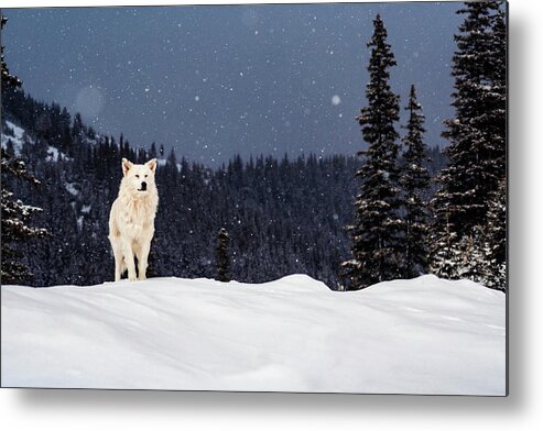 Animals Metal Print featuring the photograph The Wolf by Evgeni Dinev