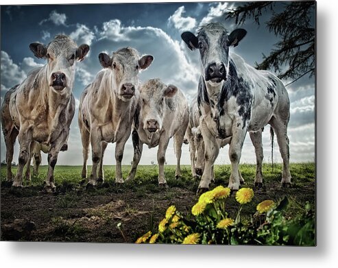 Cow Metal Print featuring the photograph Then I Told Them About Spain by Piet Flour