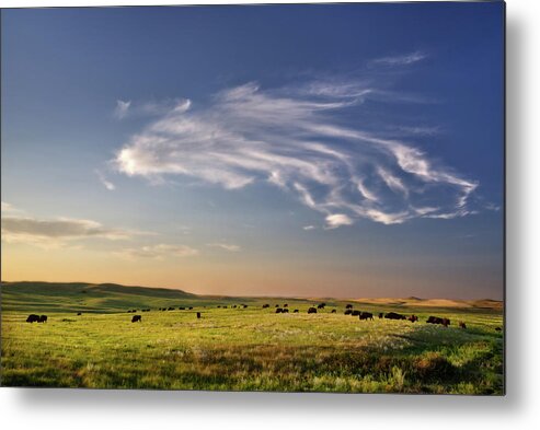 Theodore Roosevelt National Park Metal Print featuring the photograph Theodore Roosevelt NP North Unit - Bison with beautiful clouds by Peter Herman