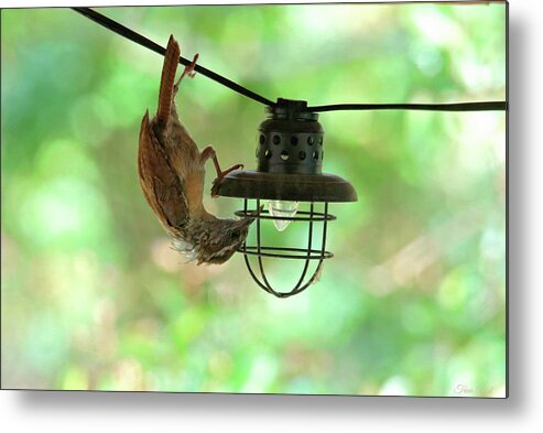 Birds Metal Print featuring the photograph These Make Great Bug Catchers by Trina Ansel