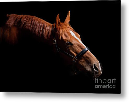 Horse Metal Print featuring the photograph Thoroughbred Portrait on Black by Michelle Wrighton
