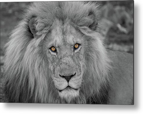 Selective Color Metal Print featuring the photograph Those Eyes by Randy Robbins