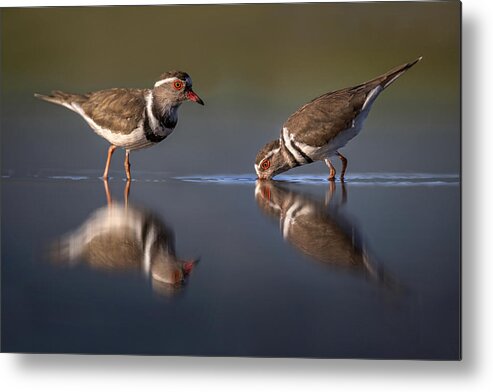 Wild Metal Print featuring the photograph Three-blanded Plover by Xavier Ortega