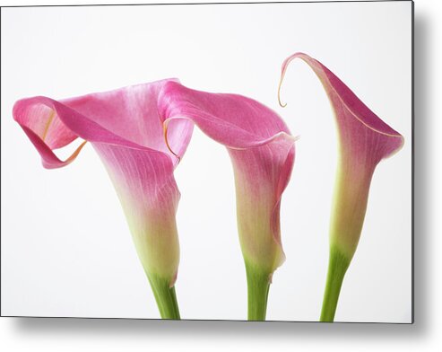 White Background Metal Print featuring the photograph Three Pink Calla Lillies by Asia Images