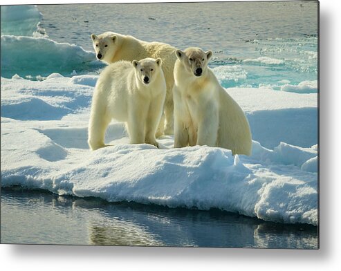 Adult Animal Metal Print featuring the photograph Three Polar Bears (ursus Maritimus) by Ralph Lee Hopkins