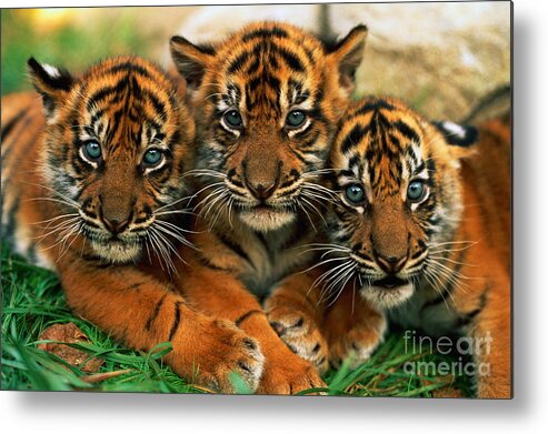 Grass Metal Print featuring the photograph Three Sumartran Tiger Cubs Panthera by Schafer & Hill