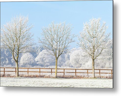 Landscape Metal Print featuring the photograph Three winter trees and frozen fence by Simon Bratt