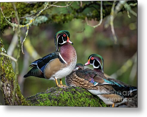 Wood Duck Metal Print featuring the photograph Three's A Crowd by Craig Leaper