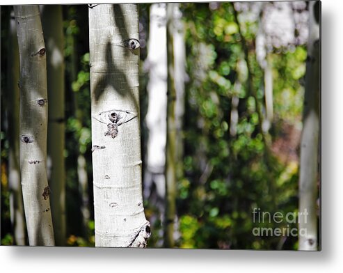 Nature Metal Print featuring the photograph Through The Aspen Forest by Lincoln Rogers