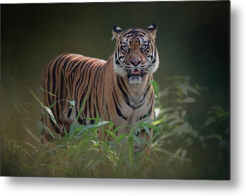 Tiger Metal Print featuring the photograph Tiger at the Zoo by Cindy Lark Hartman