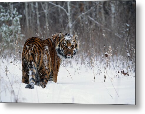 Orange Color Metal Print featuring the photograph Tiger Panthera Tigris Standing In Deep by Alan And Sandy Carey